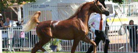 Barzan Al Shahania à l'Arabian Show 2012 - Vichy